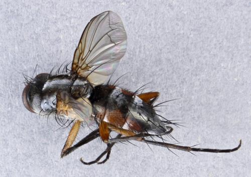 Mintho rufiventris